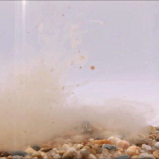 liquide-stick-mix-pva-k-fish-attractant-carp-elementis