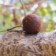 squidy-peach-carp-pate-enrobage-200grammes-carp-elementis