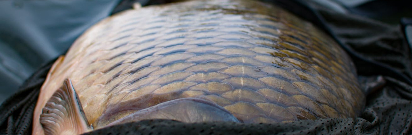 Outdoor-Elementis - Carpe nos Appâts / Bouillettes