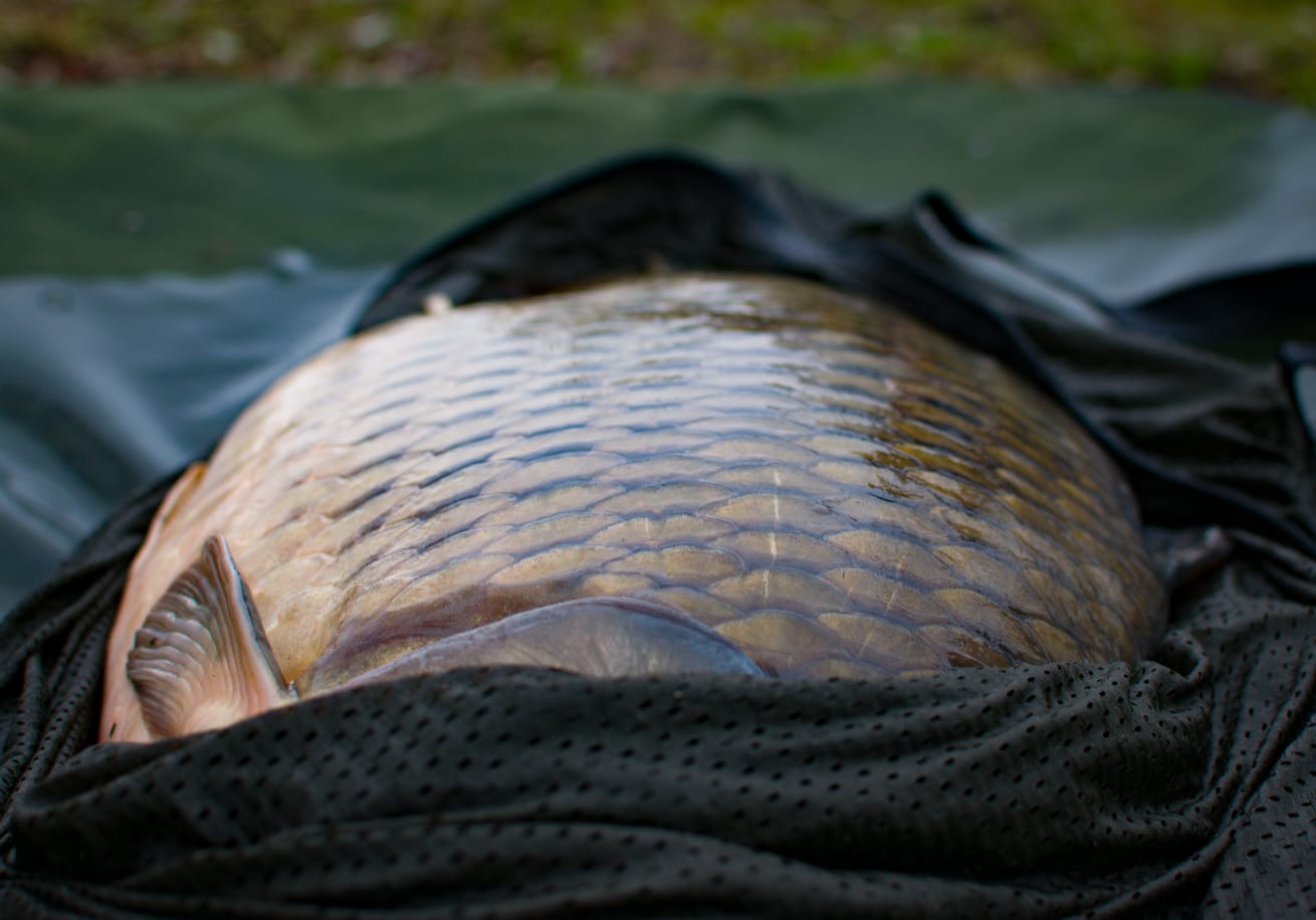 carp elementis bouillettes 2020-04-14 at 16-46-39 (1).jpeg